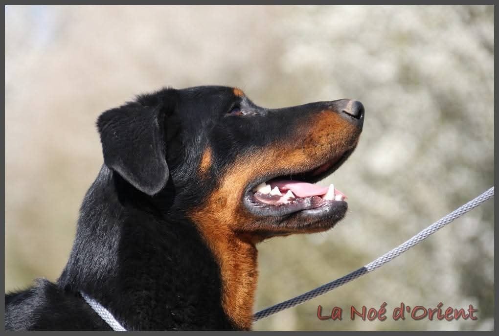 Vic de la Noé d'Orient