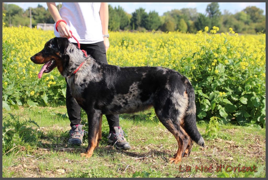 Vilaine cendrÉe de la Noé d'Orient