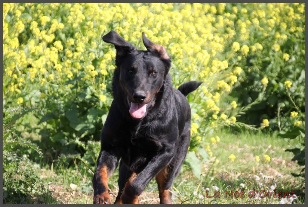 Vvinnie l'ourson de la Noé d'Orient