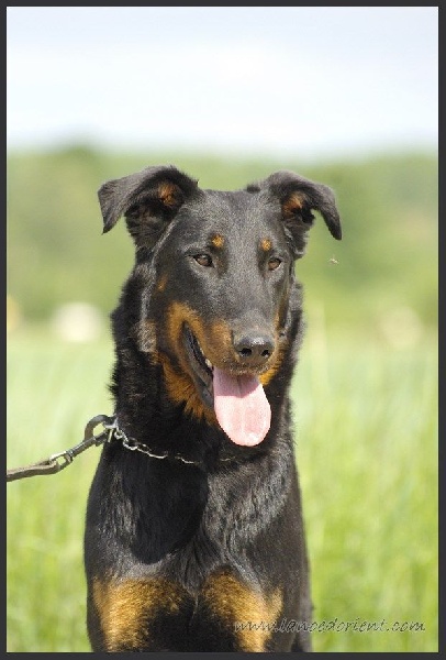 Publication : de la Noé d'Orient Auteur : La Noé d'Orient