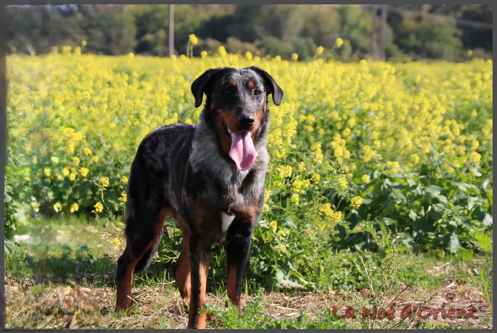 Vilaine cendrÉe de la Noé d'Orient