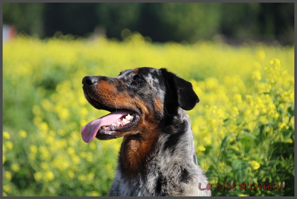 Vilaine cendrÉe de la Noé d'Orient