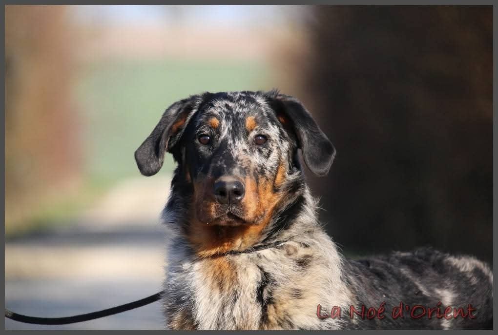 Vilaine cendrÉe de la Noé d'Orient