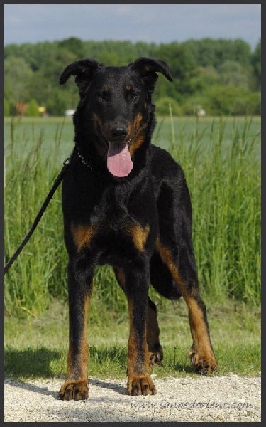 Publication : de la Noé d'Orient Auteur : La Noé d'Orient