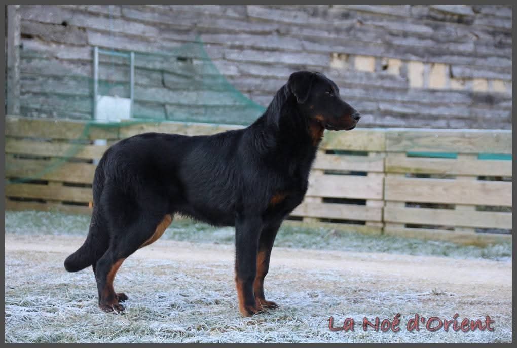 Vvinnie l'ourson de la Noé d'Orient