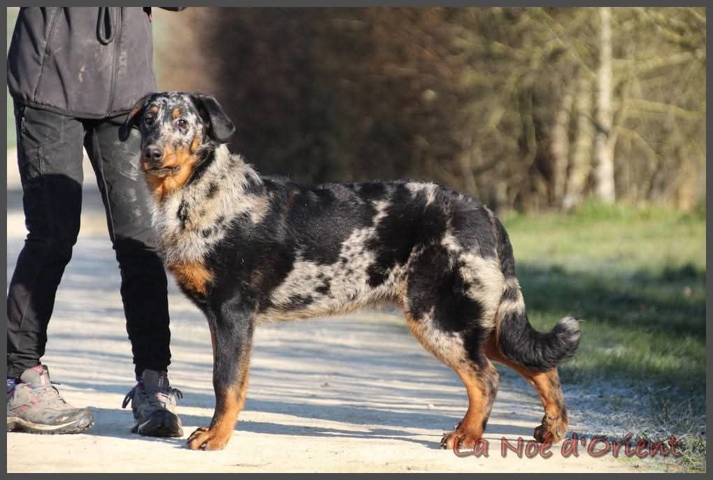 Vilaine cendrÉe de la Noé d'Orient