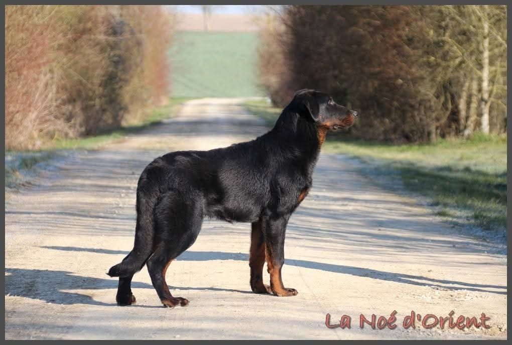 Vvinnie l'ourson de la Noé d'Orient