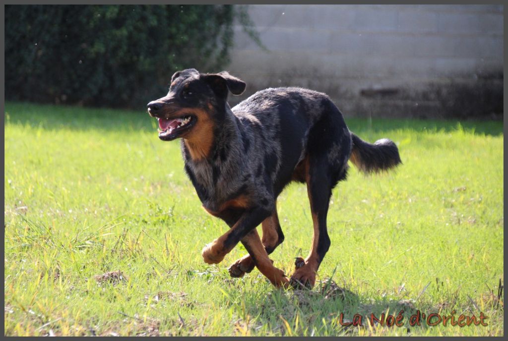 Vermicelle cendrée de la Noé d'Orient