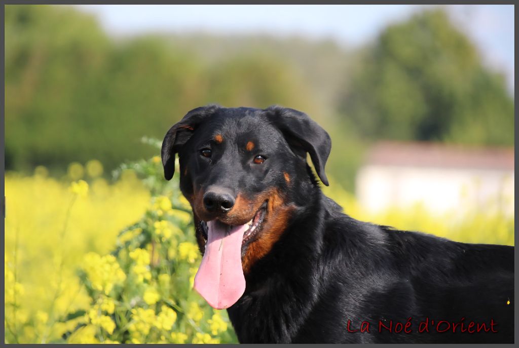 Vic de la Noé d'Orient