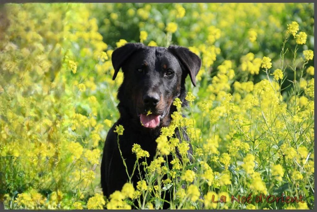 Vvinnie l'ourson de la Noé d'Orient