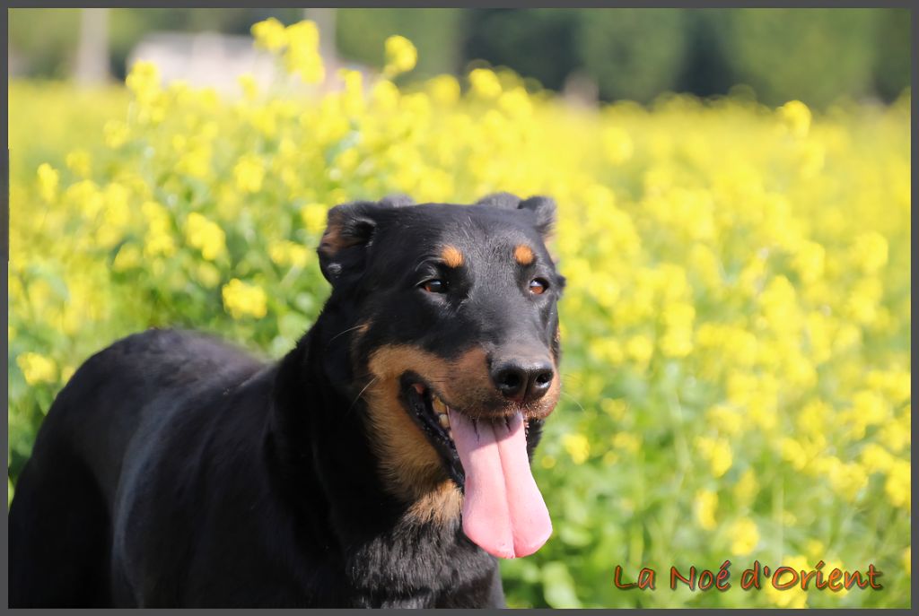 Rose bonbon de la Noé d'Orient