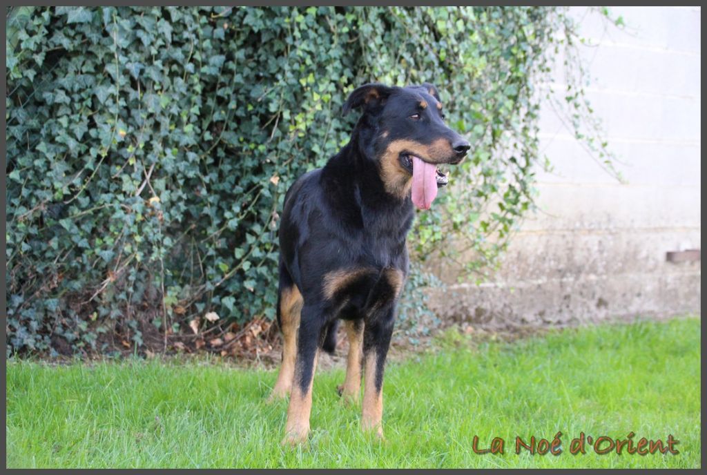 Rose bonbon de la Noé d'Orient