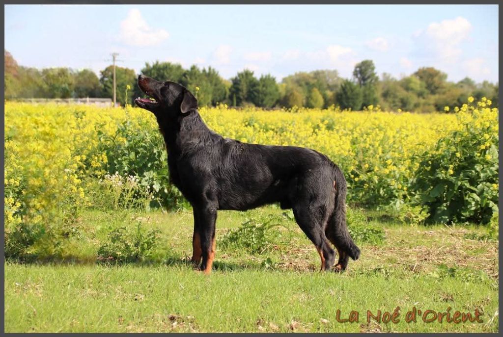 Vvinnie l'ourson de la Noé d'Orient