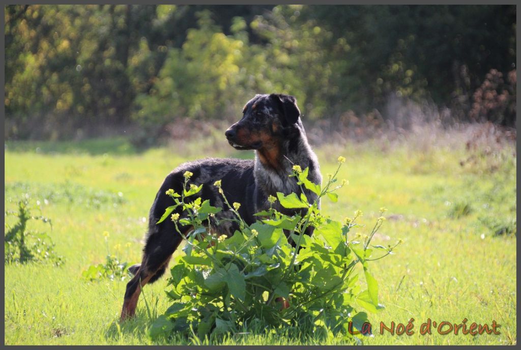 Vilaine cendrÉe de la Noé d'Orient