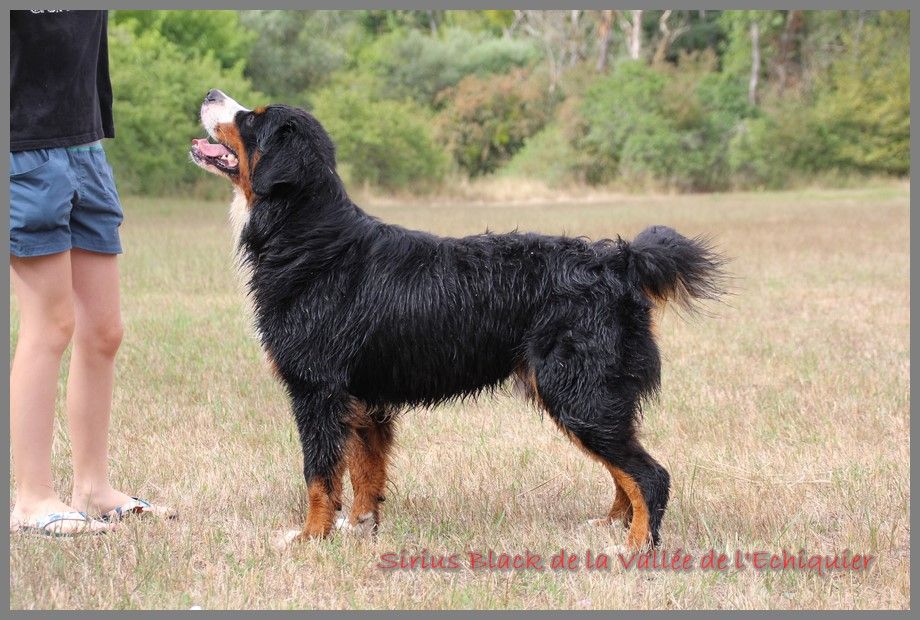 CH. Sirius black de la vallée de l'echiquier