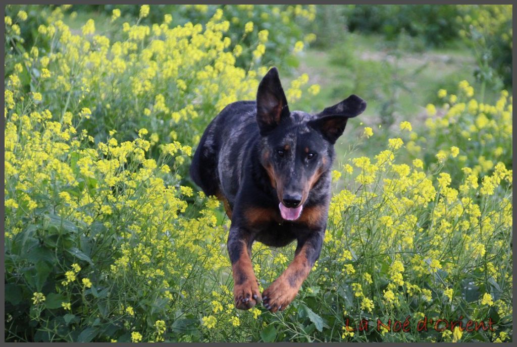 Vermicelle cendrée de la Noé d'Orient