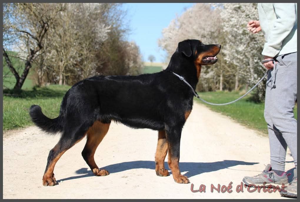 Vic de la Noé d'Orient