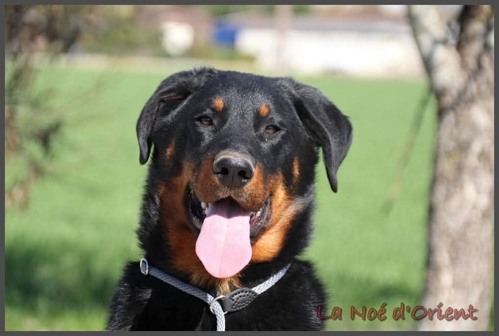 Vic de la Noé d'Orient