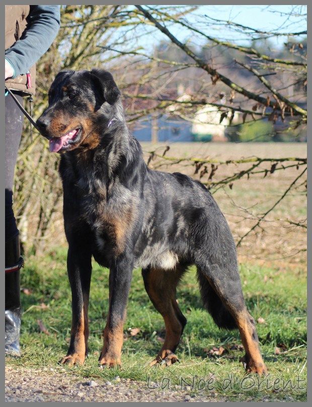 Publication : de la Noé d'Orient Auteur : La Noé d'Orient