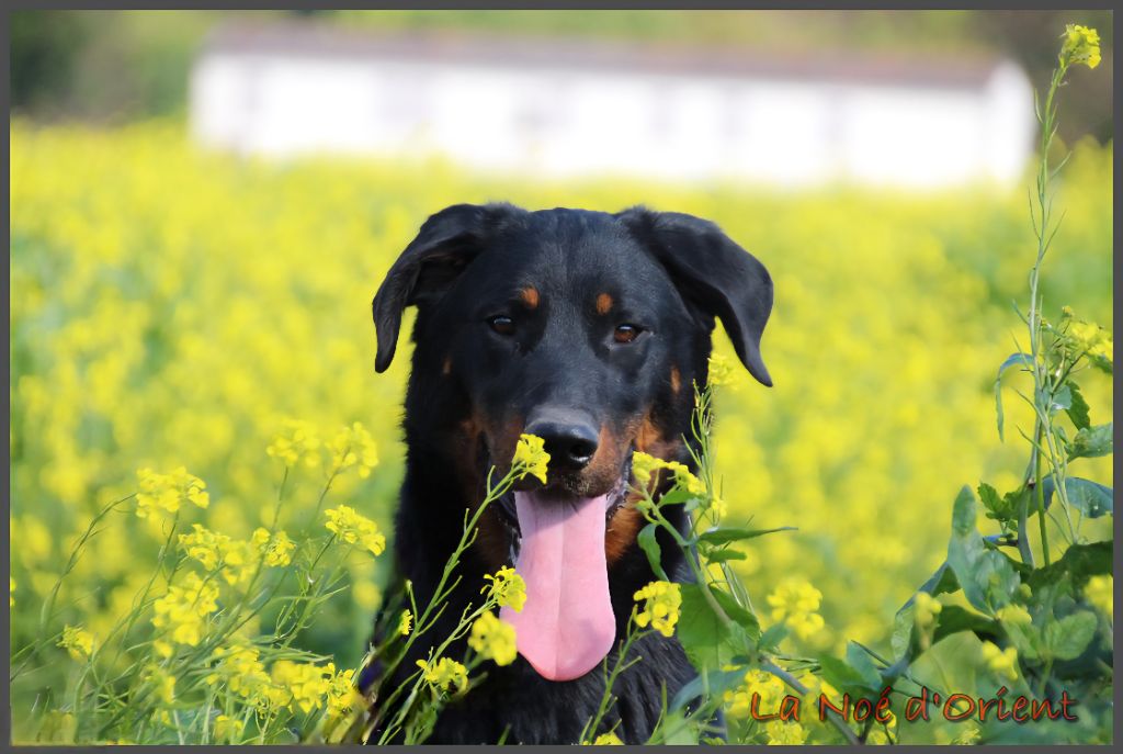 Vic de la Noé d'Orient