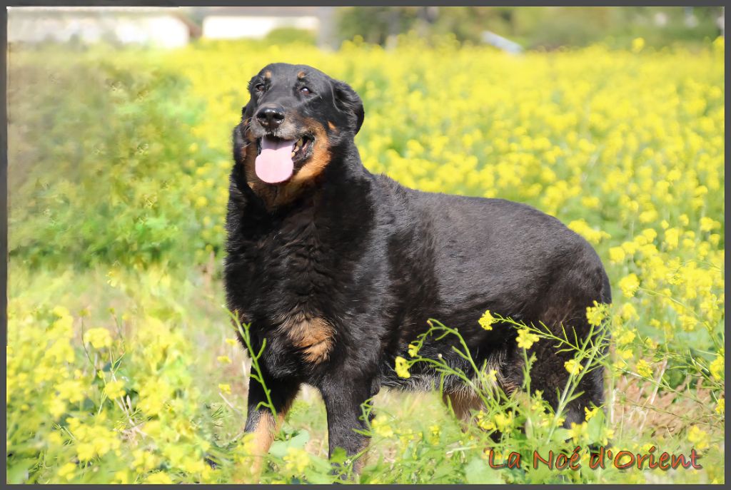 Ix-box de la Noé d'Orient