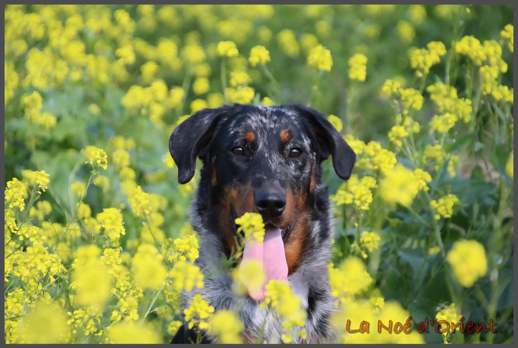 Vilaine cendrÉe de la Noé d'Orient