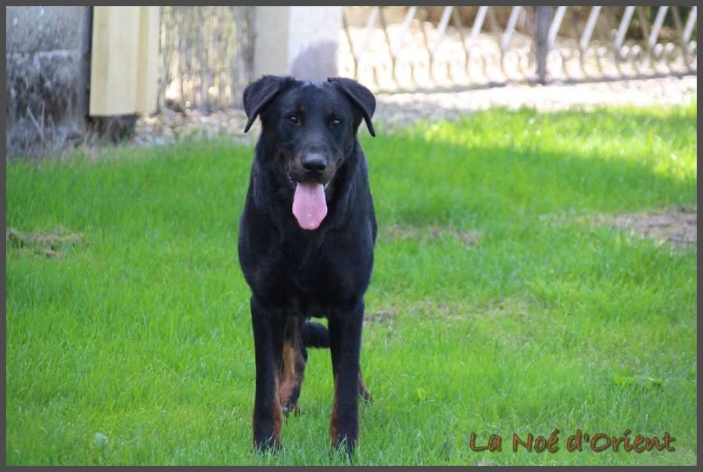 Vvinnie l'ourson de la Noé d'Orient