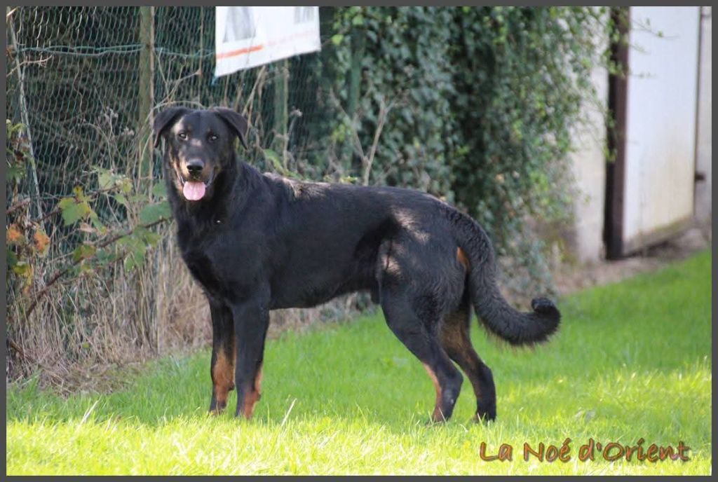 Vvinnie l'ourson de la Noé d'Orient