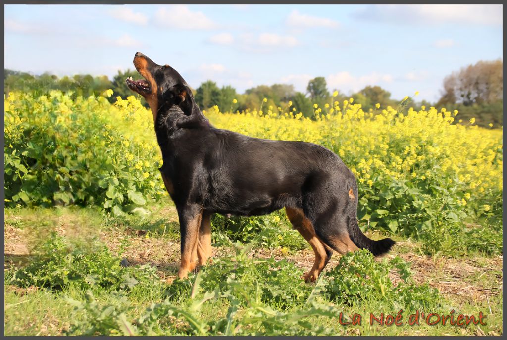 Rose bonbon de la Noé d'Orient