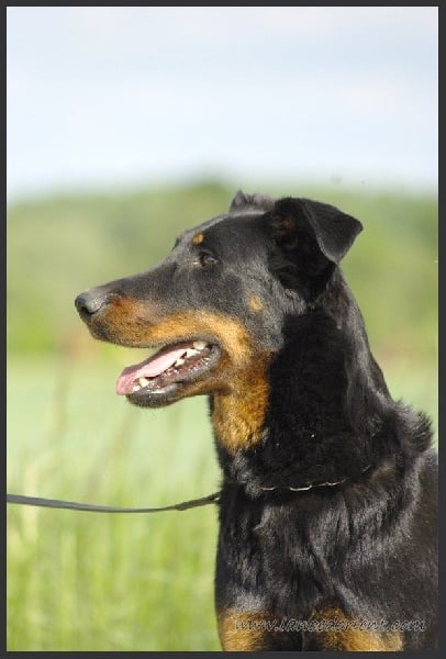 Publication : de la Noé d'Orient Auteur : La Noé d'Orient