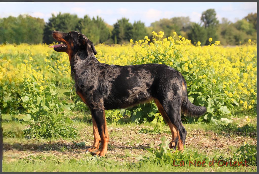 Vermicelle cendrée de la Noé d'Orient