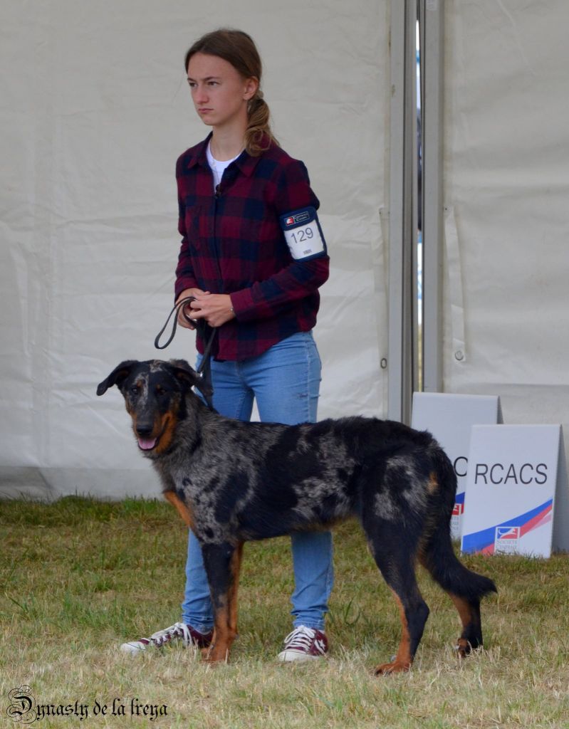 Vermicelle cendrée de la Noé d'Orient