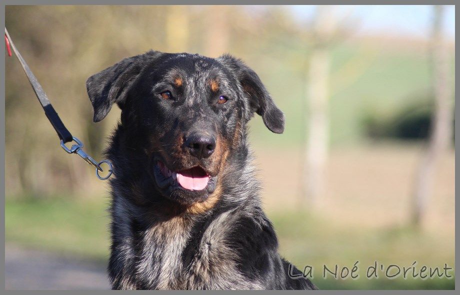 Publication : de la Noé d'Orient Auteur : La Noé d'Orient