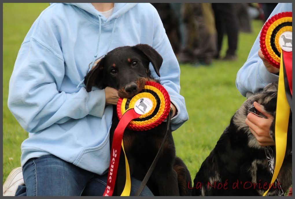 Vvinnie l'ourson de la Noé d'Orient