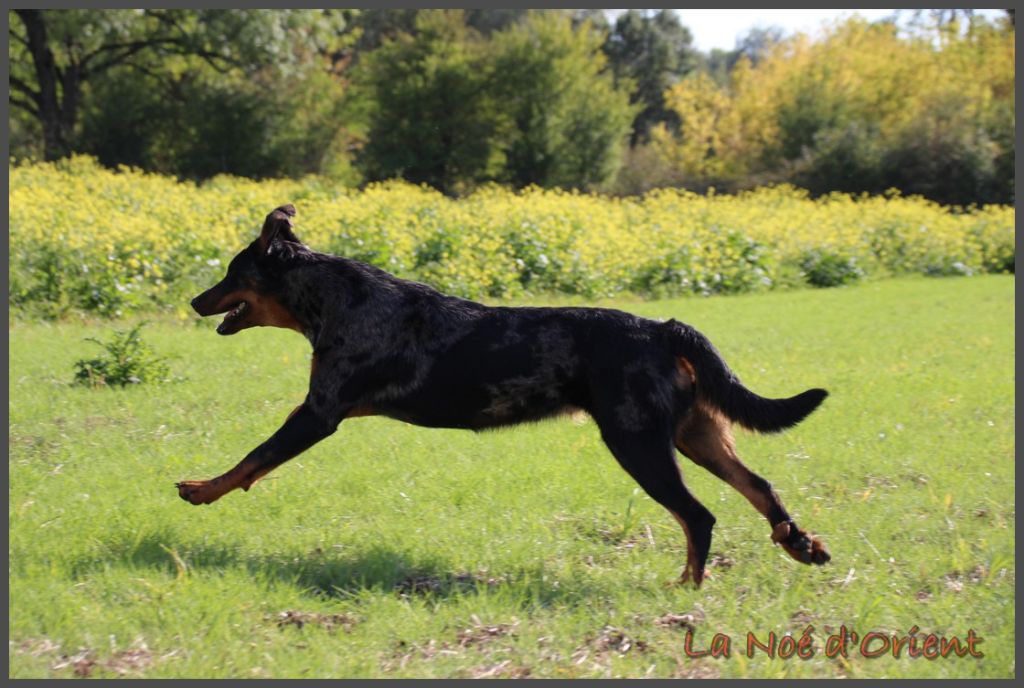 Vermicelle cendrée de la Noé d'Orient