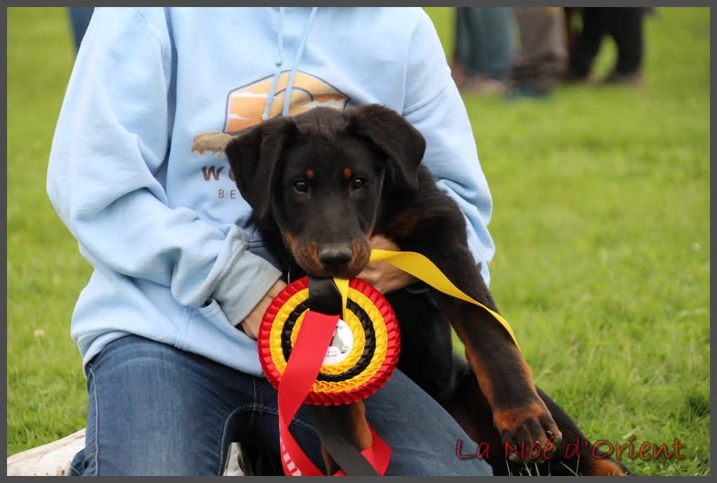 Vvinnie l'ourson de la Noé d'Orient