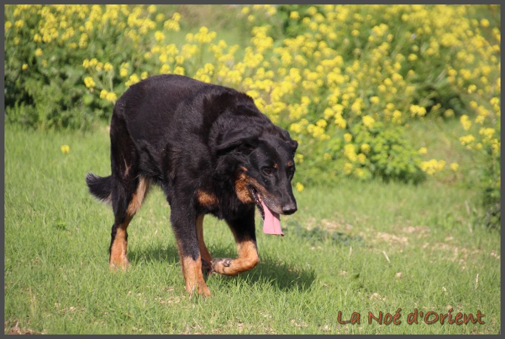 Ix-box de la Noé d'Orient