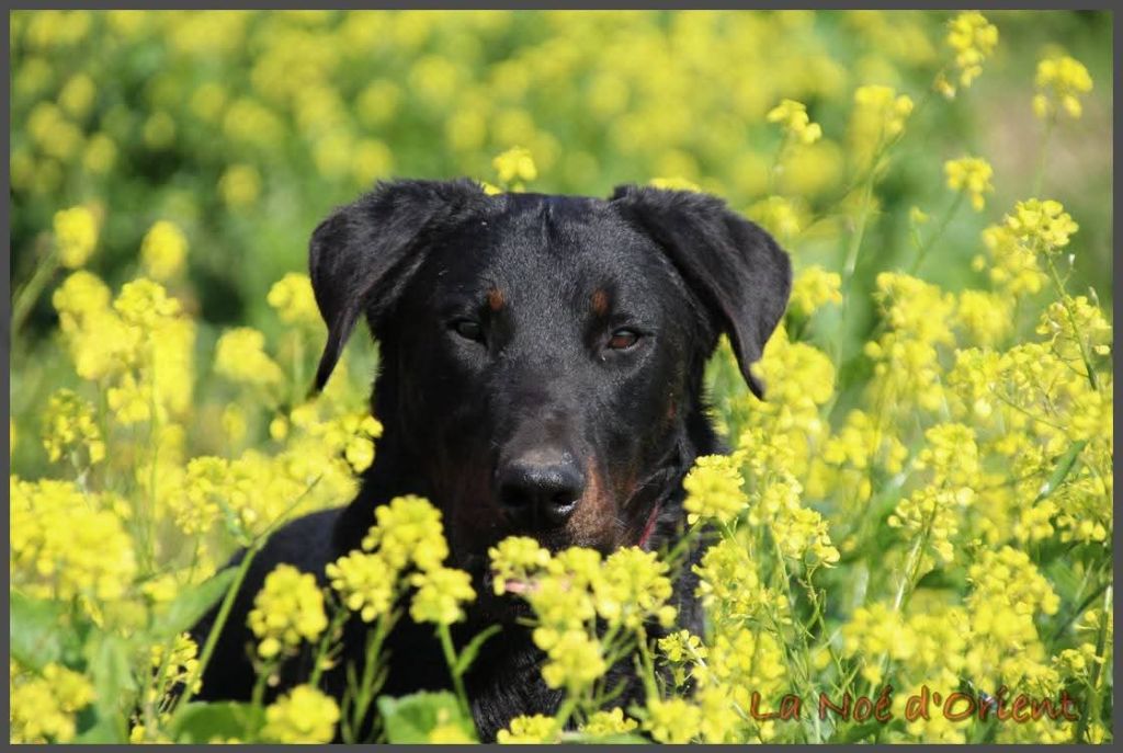 Vvinnie l'ourson de la Noé d'Orient