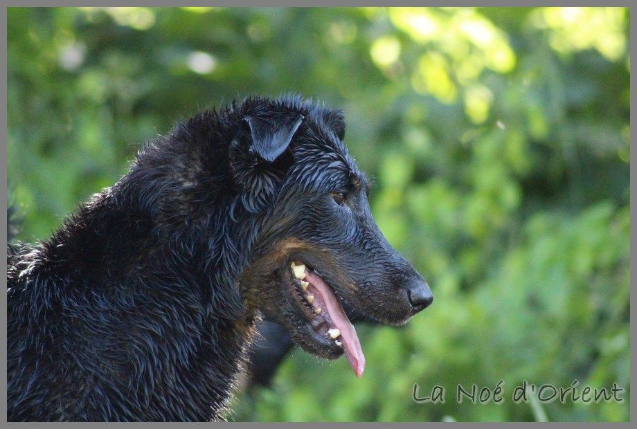 Publication : de la Noé d'Orient Auteur : La Noé d'Orient