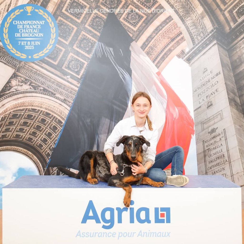 Vermicelle cendrée de la Noé d'Orient