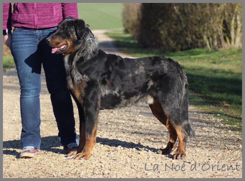 Publication : de la Noé d'Orient Auteur : La Noé d'Orient