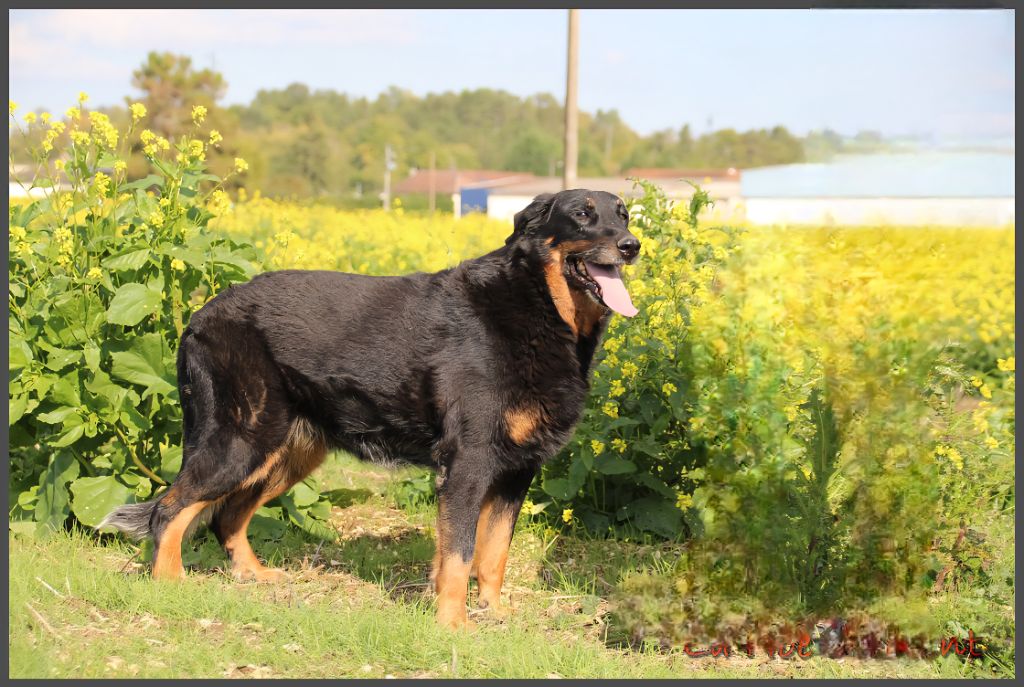 Ix-box de la Noé d'Orient