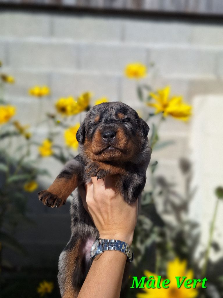 A   Cendré de la Noé d'Orient