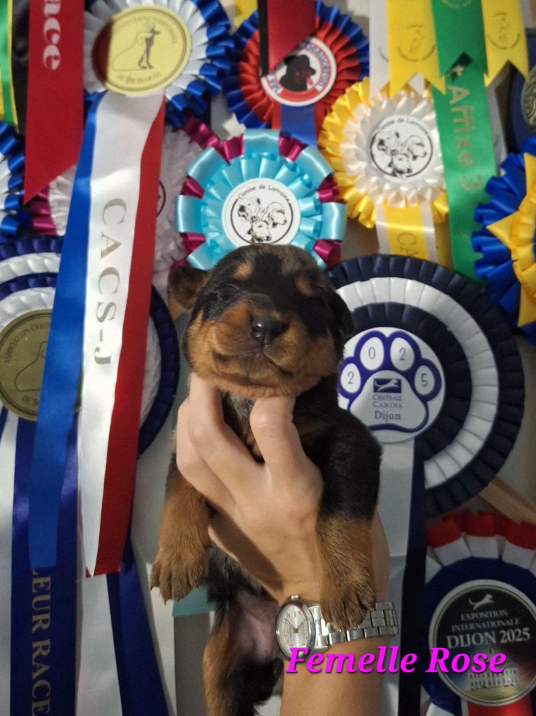 A   CENDRÉE de la Noé d'Orient