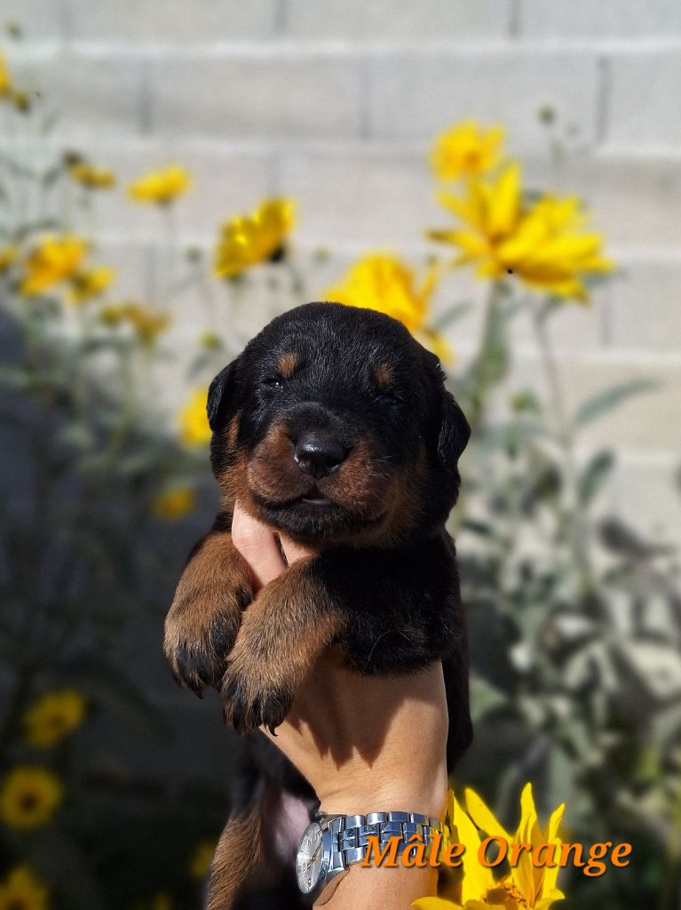 A      de la Noé d'Orient