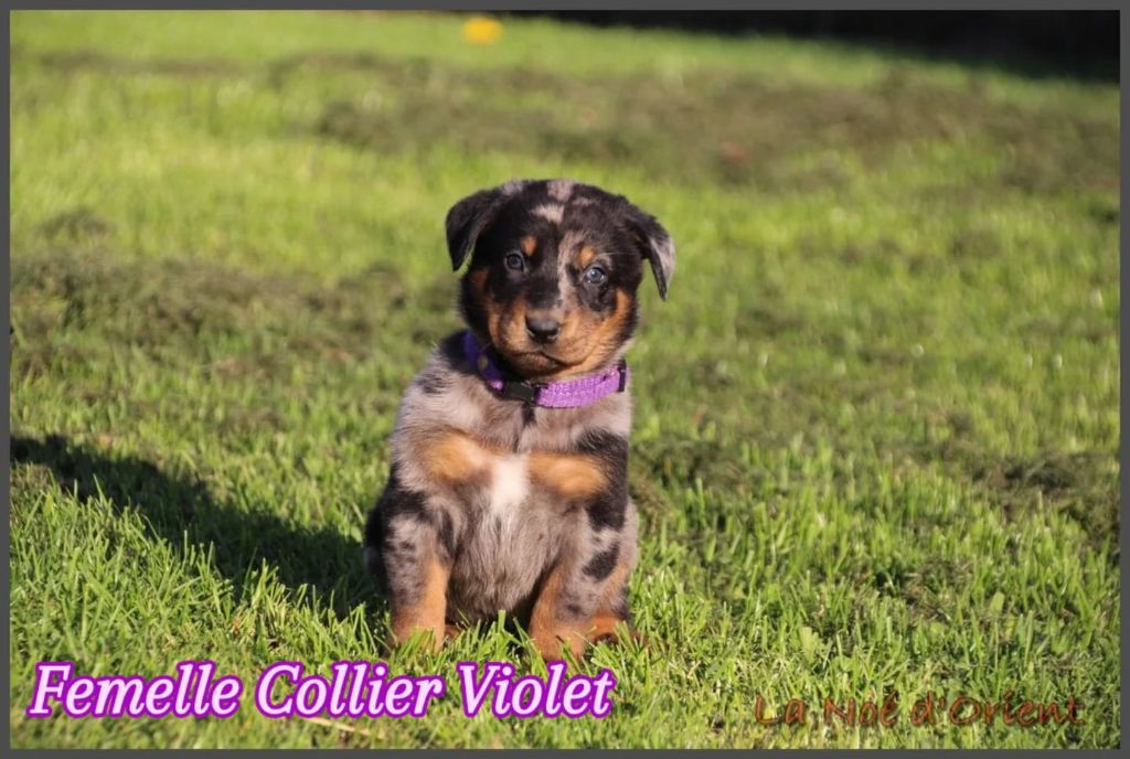 A   CENDRÉE de la Noé d'Orient