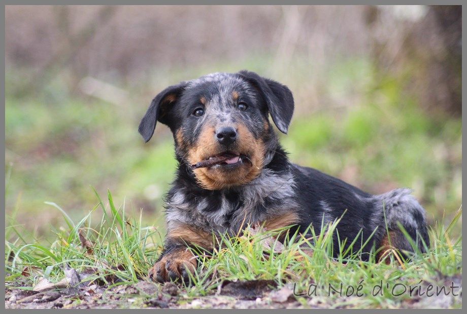 OPIUM CENDREE de la Noé d'Orient