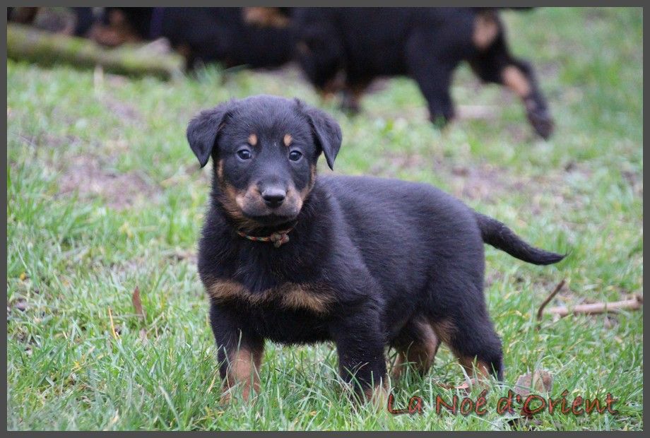 UCKO de la Noé d'Orient