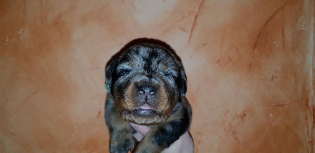 O'SHERKAN CENDRE de la Noé d'Orient