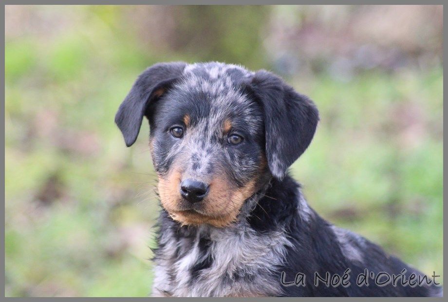 OPIUM CENDREE de la Noé d'Orient